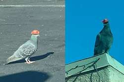 Жителей Лас-Вегаса попросили сообщать о голубях в шляпках
