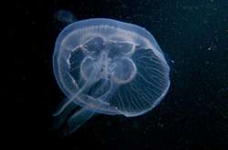 Новая напасть пришла в оккупированный Крым. Огромные медузы заполонили море (видео)