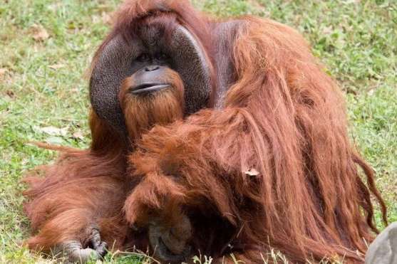 Вчені розшифрували мову орангутангів