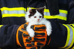 В Днипре основали совет защиты животных