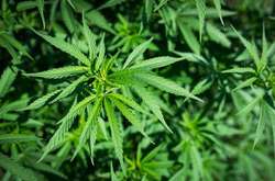 Американська компанія вироблятиме в Україні продукти з канабісу