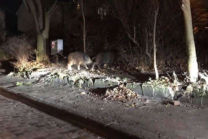 В одному з районів Львова побачили стадо диких кабанів (відео)