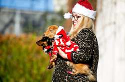 В Лондоне сотни такс вышли на ежегодную рождественскую прогулку в Гайд-парке