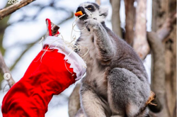 Рождество в лондонском зоопарке: животные получили подарки