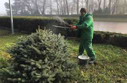 В Одесі сосни і ялинки обприскують крейдою (фото)