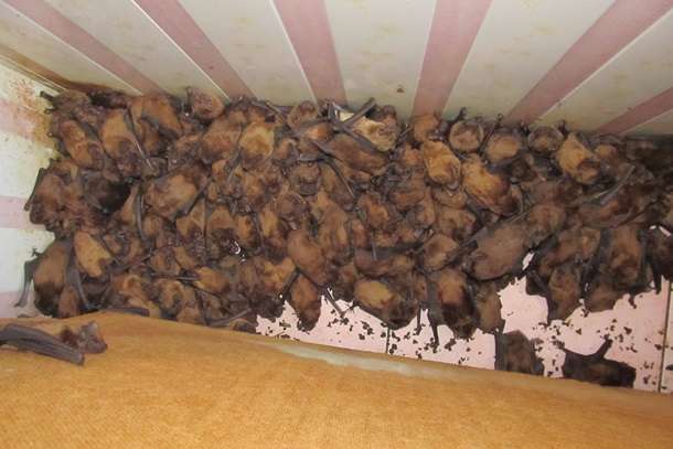 У львівській квартирі оселилися 1700 кажанів (фото)