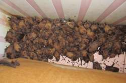 У львівській квартирі оселилися 1700 кажанів (фото)