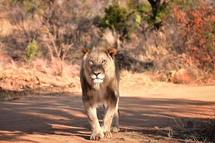 Неймовірні світлини диких африканських тварин, зроблені талановитим фотографом з ПАР