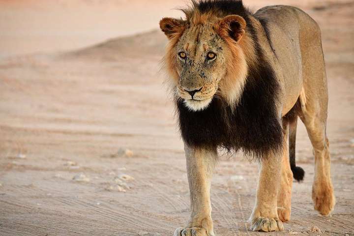 Невероятные снимки диких африканских животных, сделанные талантливым фотографом из ЮАР