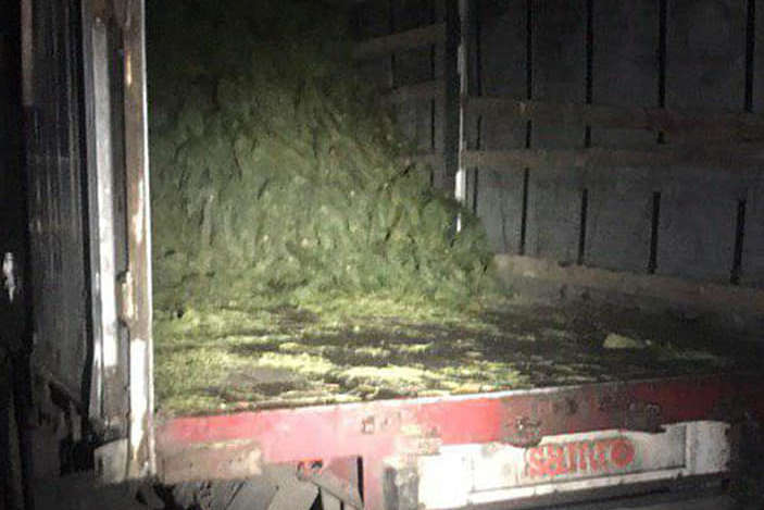 Під Києвом поліція виявила вантажівку з ялинками без документів (фото)