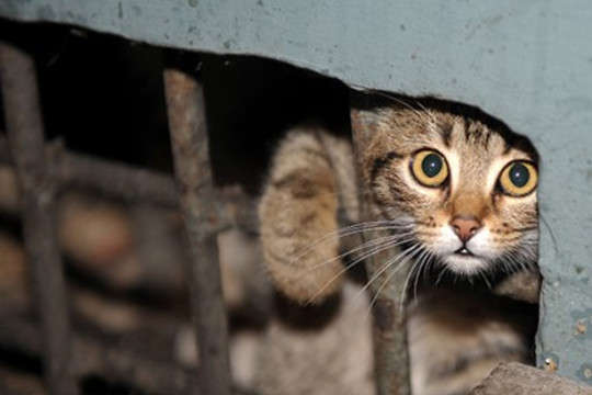 У Миколаєві котів визнали частиною екосистеми міста