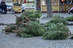 Церьковь призвала отказаться от вырубки елок