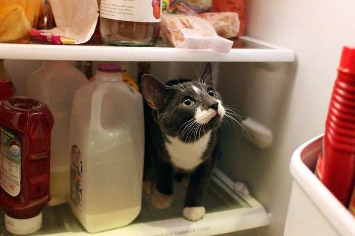 На Волині злодій обікрав будинок і на смерть заморозив кота в холодильнику