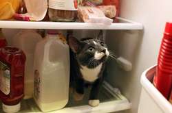 На Волині злодій обікрав будинок і на смерть заморозив кота в холодильнику