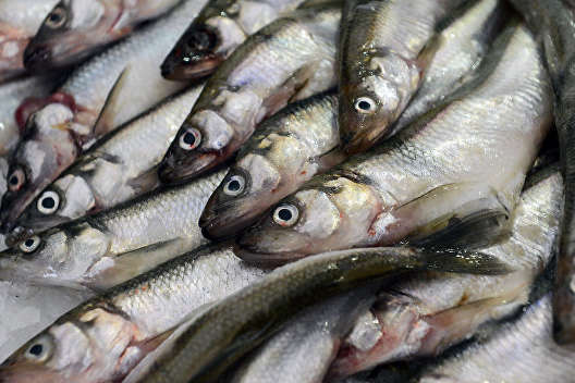 Молдова скуповує третину експорту української риби