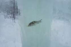 У Росії місто прикрасили скульптурами з мертвою рибою (фото)