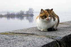 Аномально теплий грудень у Києві вже встановив дев’ять рекордів