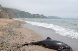 За 2,5 роки в окупованому Криму на берег викинуло 1200 дельфінів