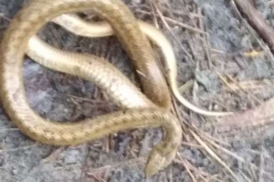 Через аномальне тепло у грудні в київських лісах прокинулися змії (фото)