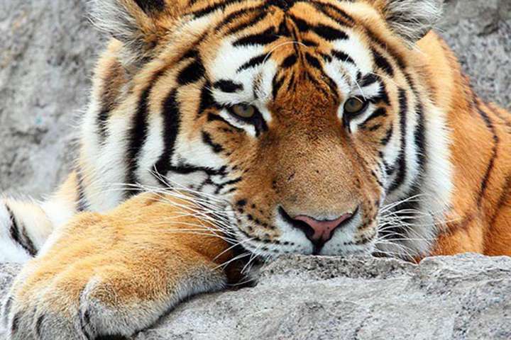 У Києві на острові Жуків знайшли тигрів
