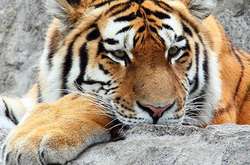 Тварини були замкнені у маленькому брудному вольєрі