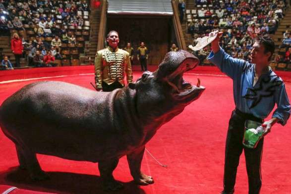 Усі державні цирки протягом року відмовляться від тварин у виставах