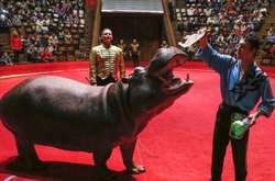 Усі державні цирки протягом року відмовляться від тварин у виставах