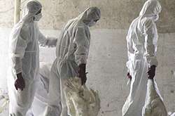 У Польщі зафіксували спалах пташиного грипу, який може загрожувати людям