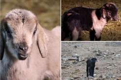 У Вінницькому зоопарку серед Новорічної ночі народилося ягня та двоє козликів