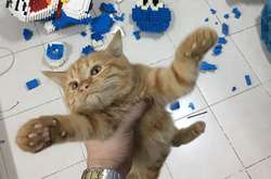 Кот уничтожил фигурку из 2400 деталей