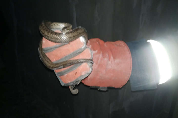 У Дніпрі рятувальники виловили змію в житловому будинку