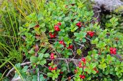 Вчені назвали напій, що допомагає знизити тиск