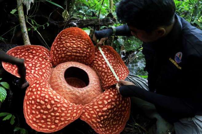 В Індонезії знайдено найбільшу квітку в світі