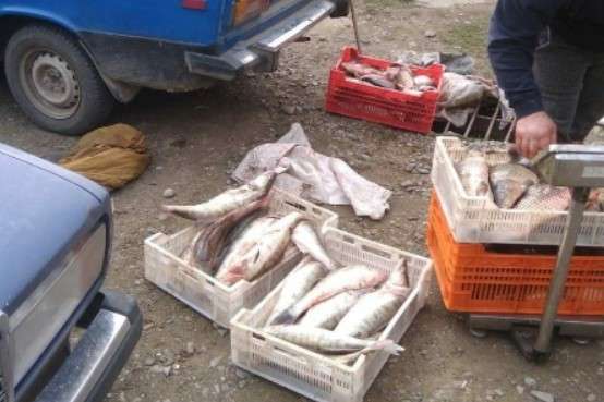На Одещині вилучено більше 600 кг незаконно добутої риби