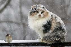 Синоптик попередила українців про погіршення погоди (карта)