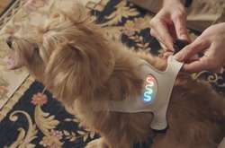 В Японії створили «розумний» одяг для собак, що реагує на їхній настрій