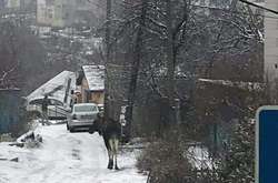 Лось ходив засніженими вулицями міста