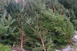 На ялинкових базарах у Києві комунальники зібрали 7 тис. залишених дерев