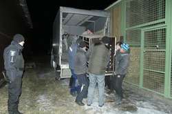 Тигрів транспортували до трьох спецустанов Київської та Харківської областей