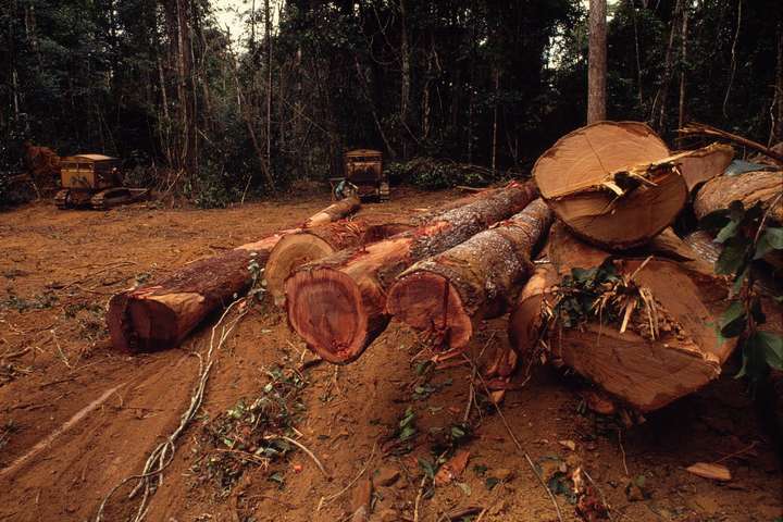 Гончарук: з 1 лютого в Україні має запрацювати централізований облік деревини