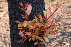  Австралія після пожеж оживає 