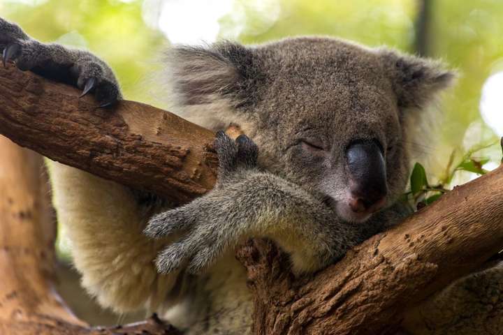 Австралія виділить $50 млн на відновлення дикої природи