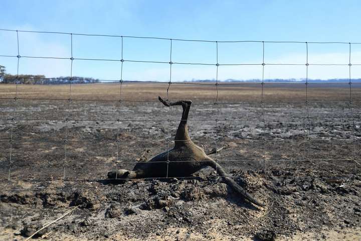 Випалена земля: моторошні фото наслідків лісових пожеж на австралійському острові Кенгуру