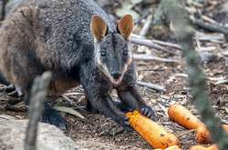 Спасение животных в Австралии: с вертолетов сбросили тысячи килограммов еды