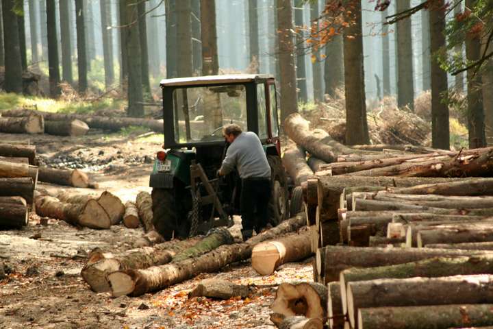 Кабмин назвал сумму убытков из-за незаконной вырубки леса