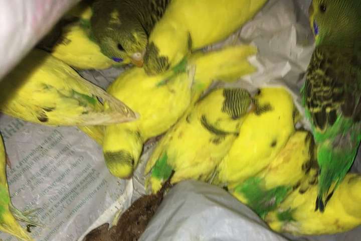 Харківські волонтери рятують 50 хворих папуг, яких знайшли у лісі 