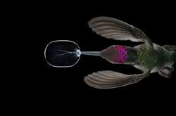 Опубликованы пять лучших снимков десятилетия по версии National Geographic