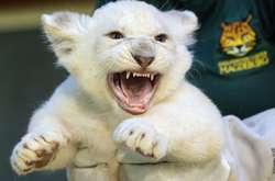 В немецком зоопарке показали редких белых львят