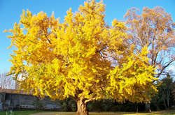 Вчені виявили безсмертний вид живих істот