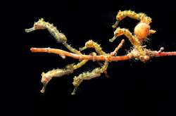 Ocean Art объявил победителя в конкурсе подводной фотографии